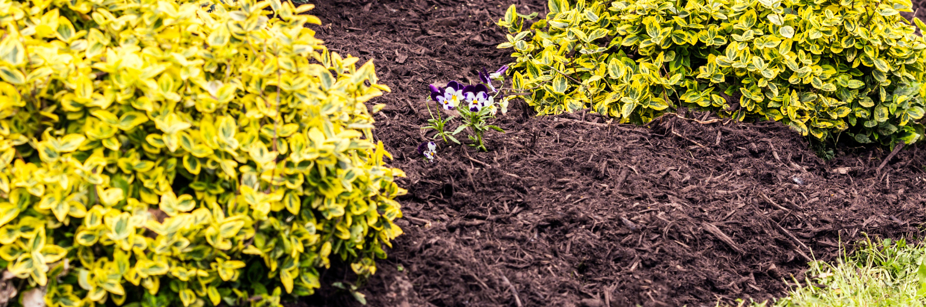 mulch and shrubs