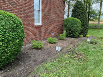 shrubs being planted in new flower bed 